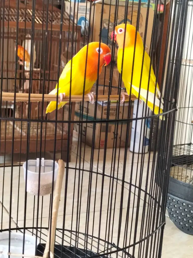 Lovebird lutino MM sepasang
