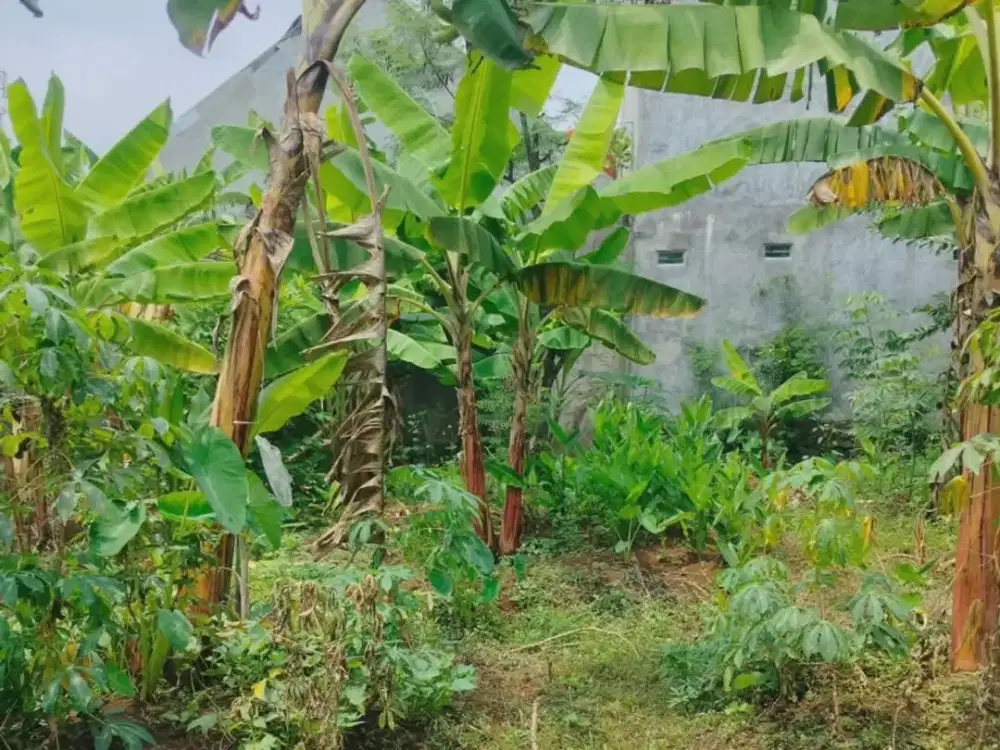 Tanah Tembalang Bulusan Undip