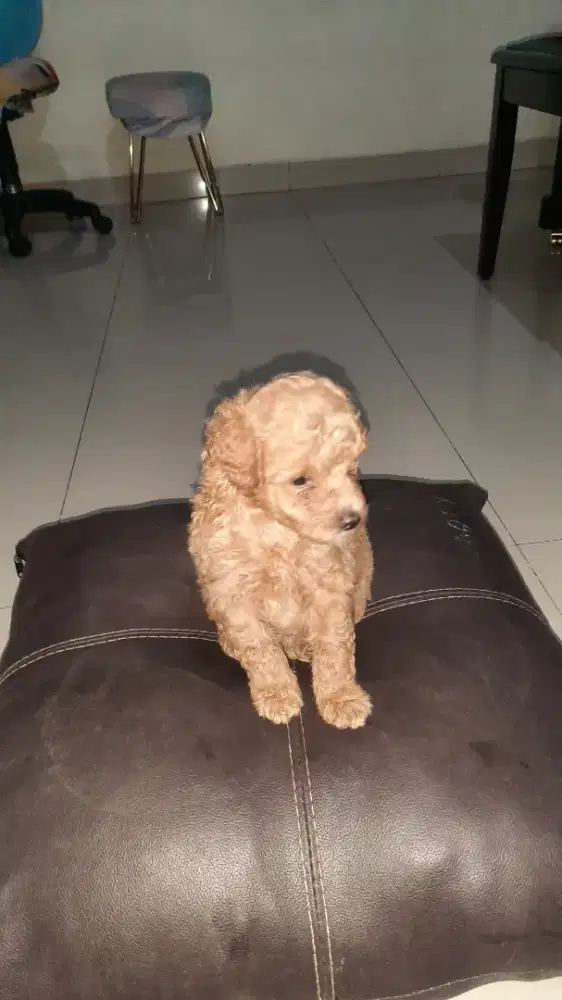 Dijual anjing ras mini mix poodle shitzu