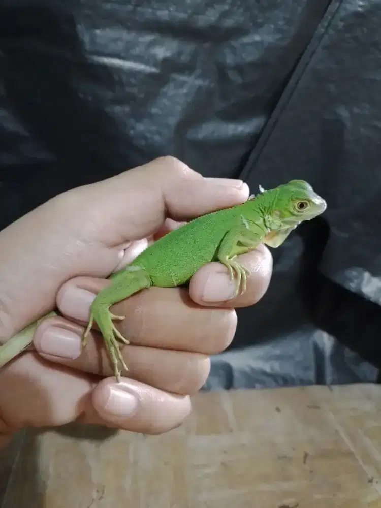 Baby green iguana