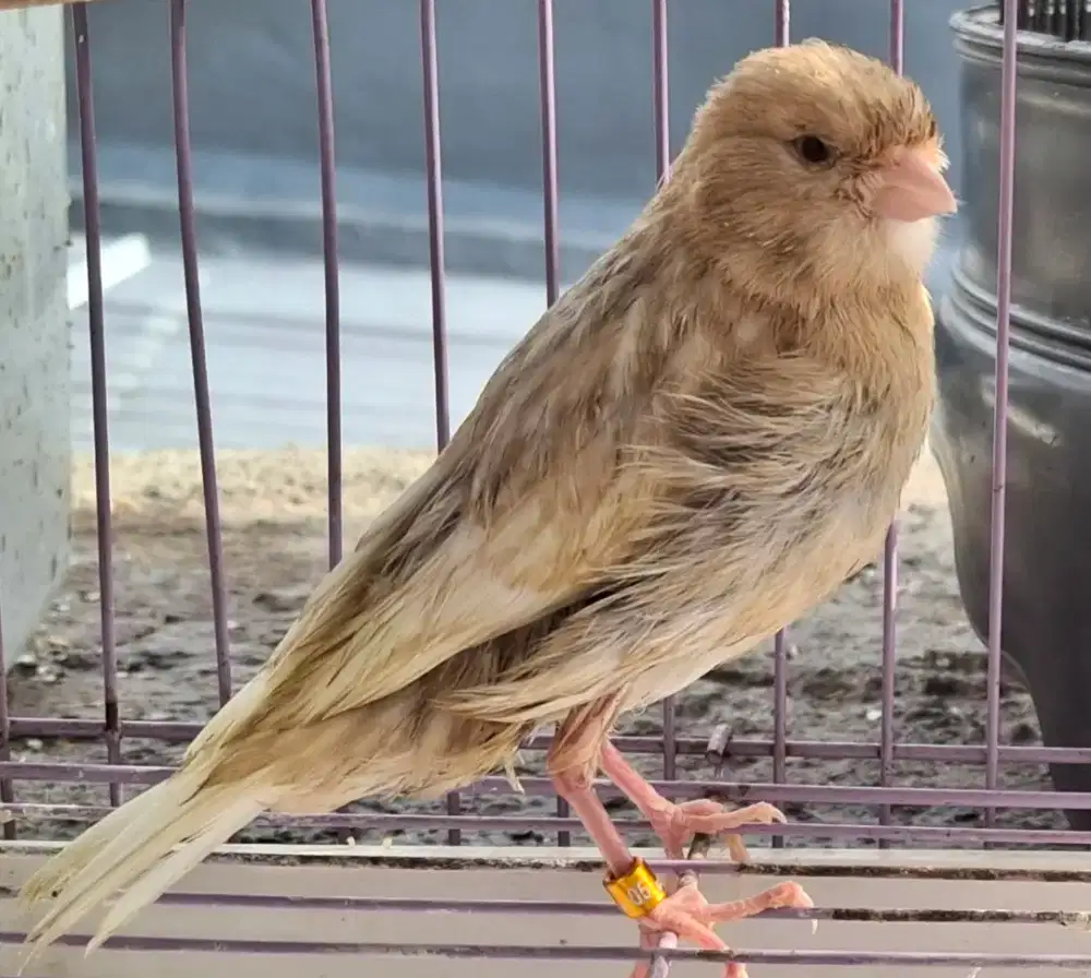 KEMARI ISABEL MATA MERAH