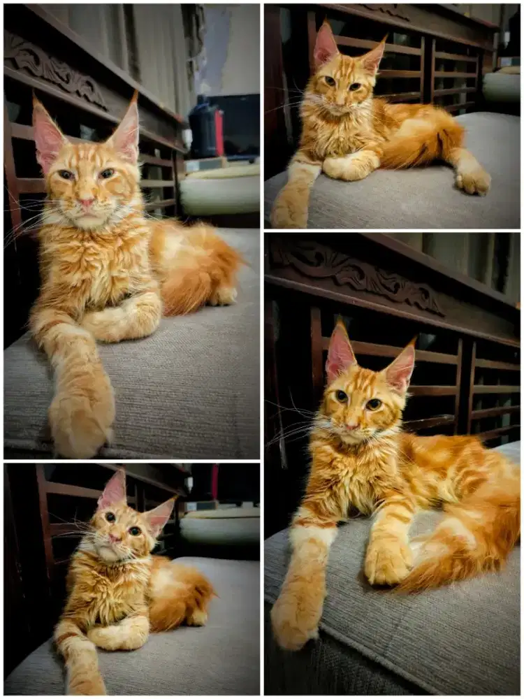 Mainecoone pure nonped