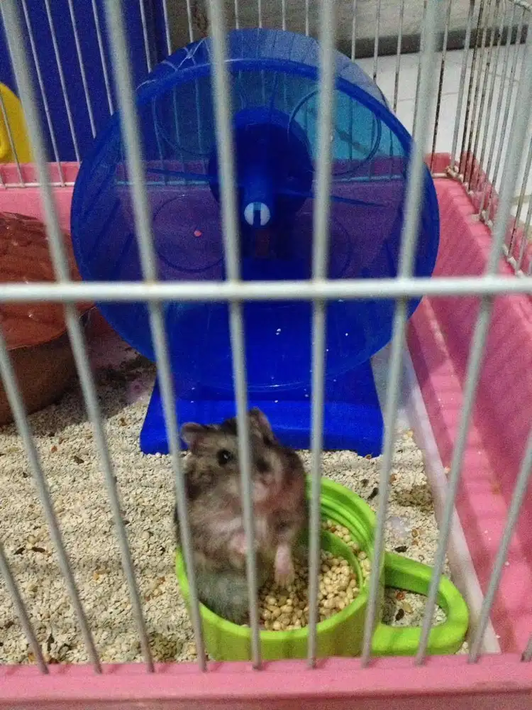 Hamster winter white tiger dan argentine