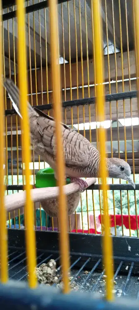 Perkutut Bangkok Rajin