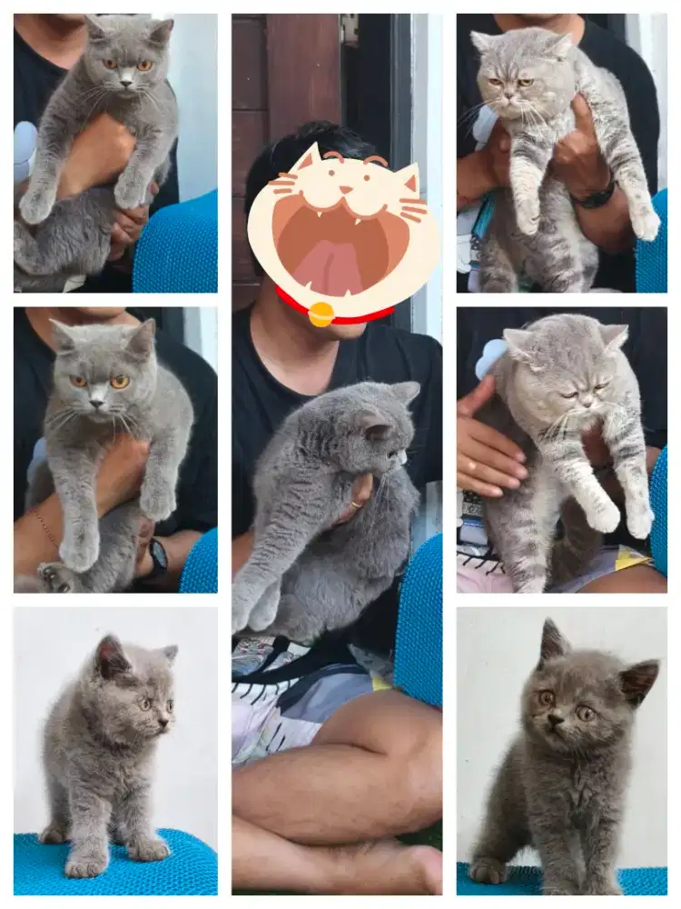 Kucing BSH sepasang + anak 1