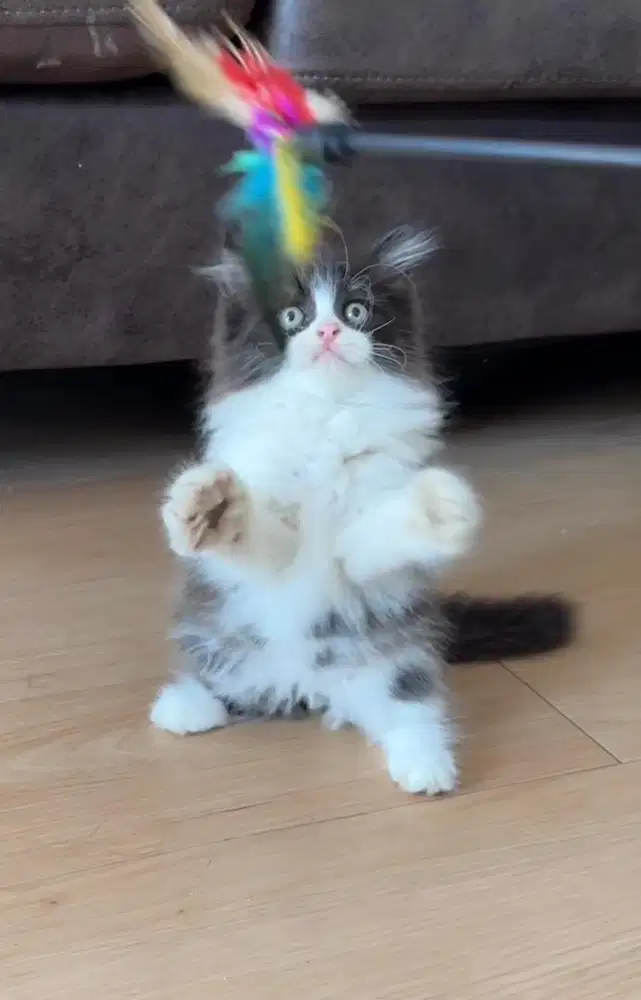 Kucing persia medium jantan