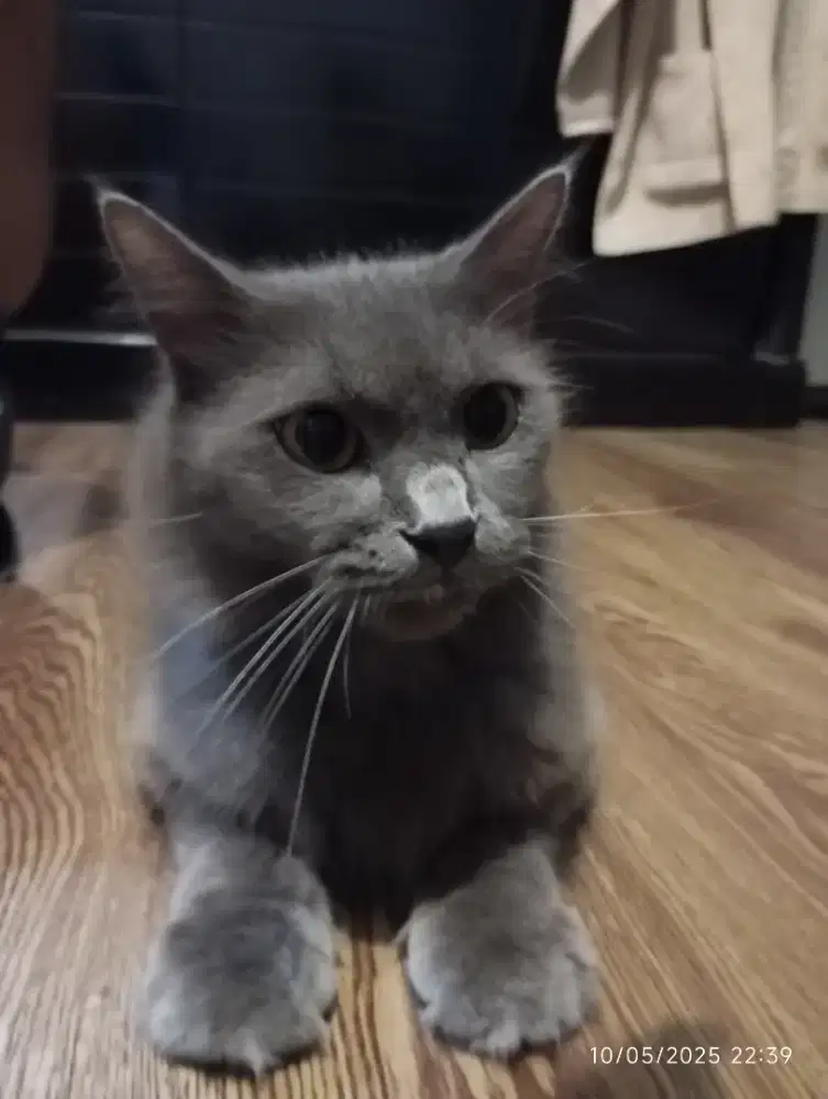 Kucing abu abu usia 1,5 thn