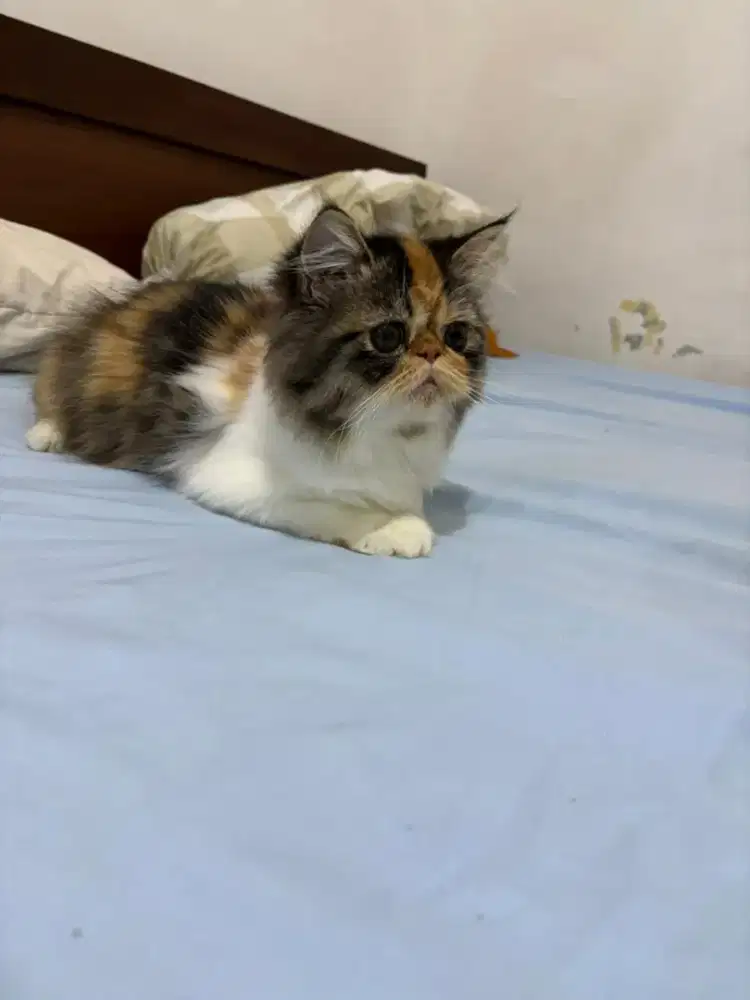 Kucing Betina Peaknose Calico Sehat Lucu