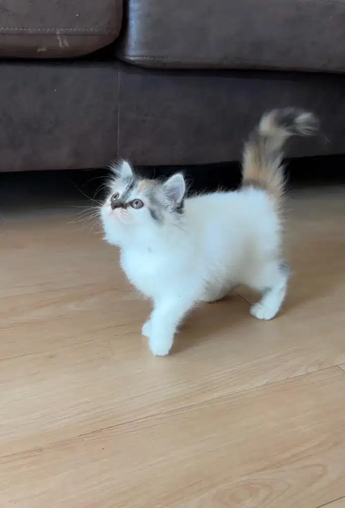 Kucing kitten persia medium betina