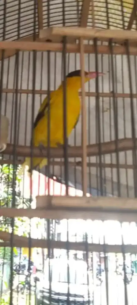 Kepodang Emas Rajin Bunyi