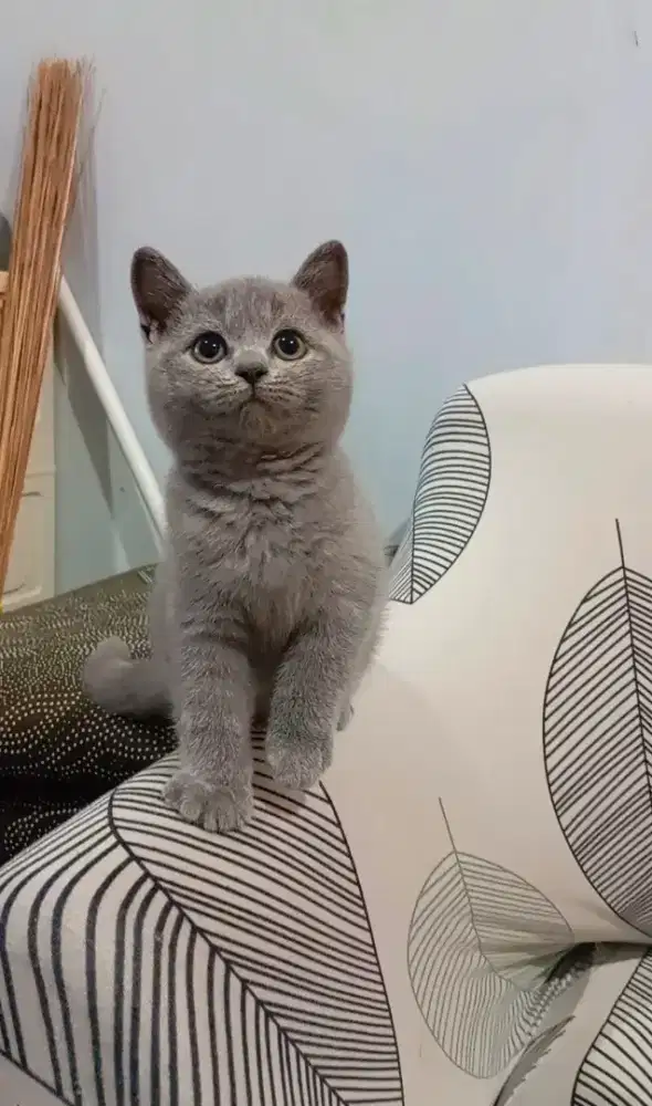 BRITISH SHORTHAIR / BSH BLUE