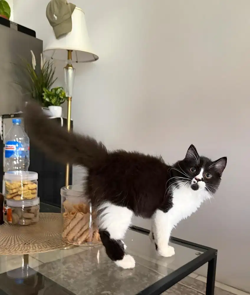 American curl X persmed jantan 2,5bln