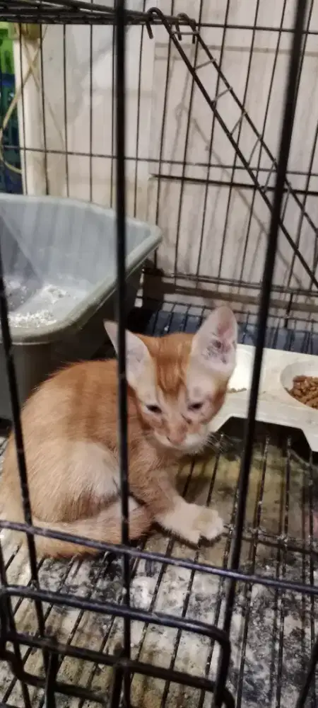 Free adopsi kitten 2,5 bulan