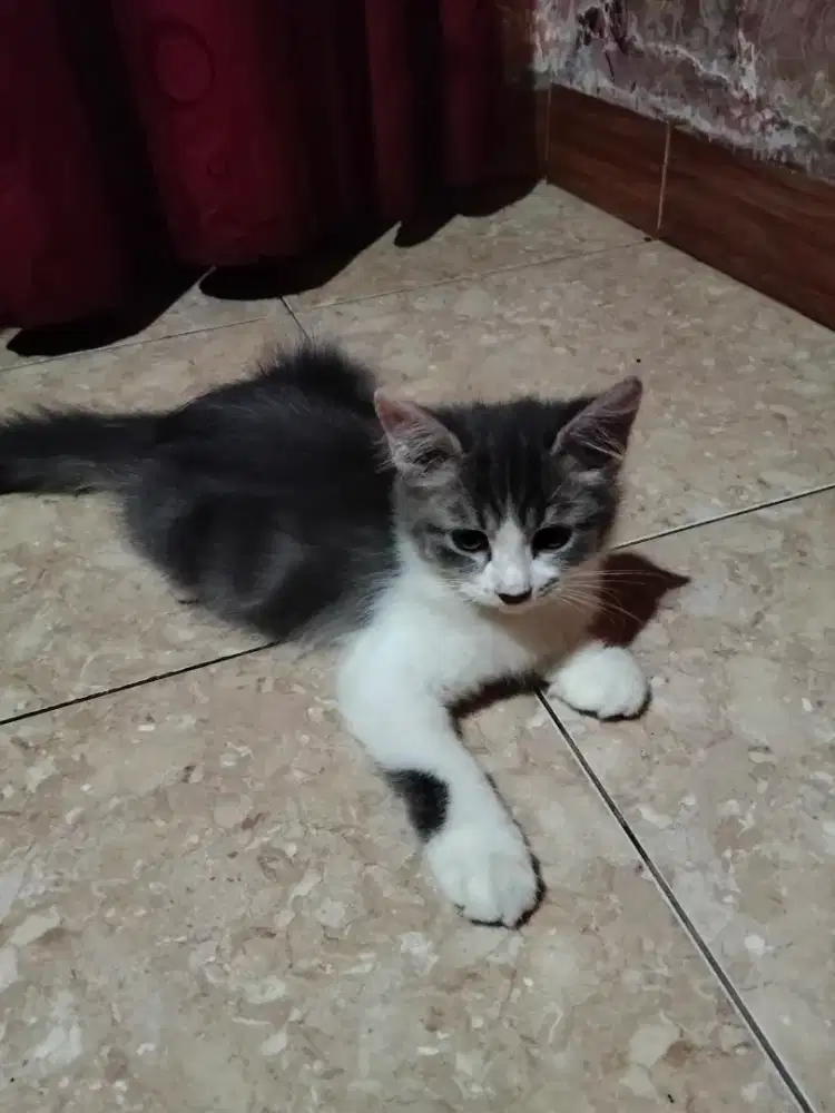 Anakan persia jantan