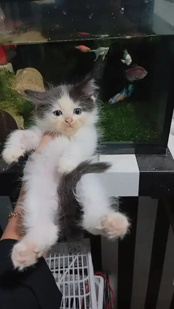 Kitten persia medium Longhair