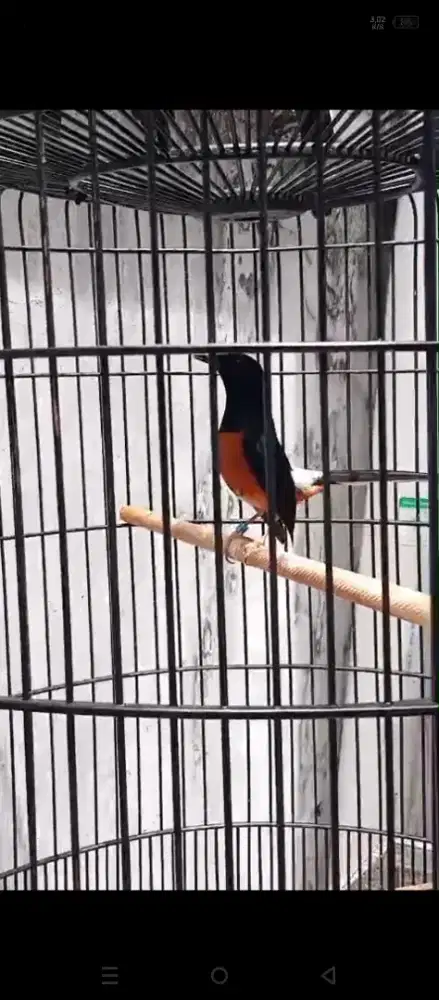 Murai batu harian rajin mendekati gacor