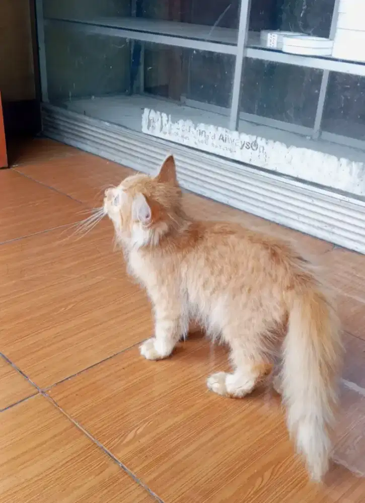 MIXDOME JANTAN 2 BULAN