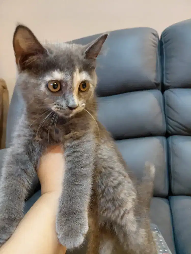 Open adopt kucing persia