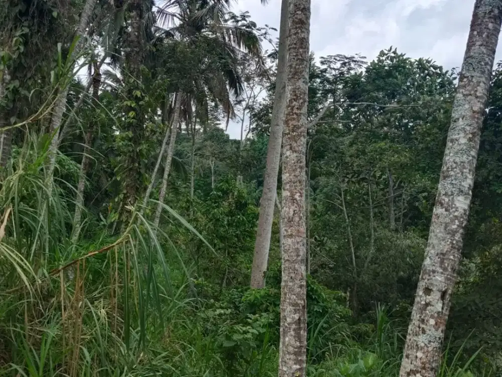 Tanah full view jungle dan sungai tegalalang ubud