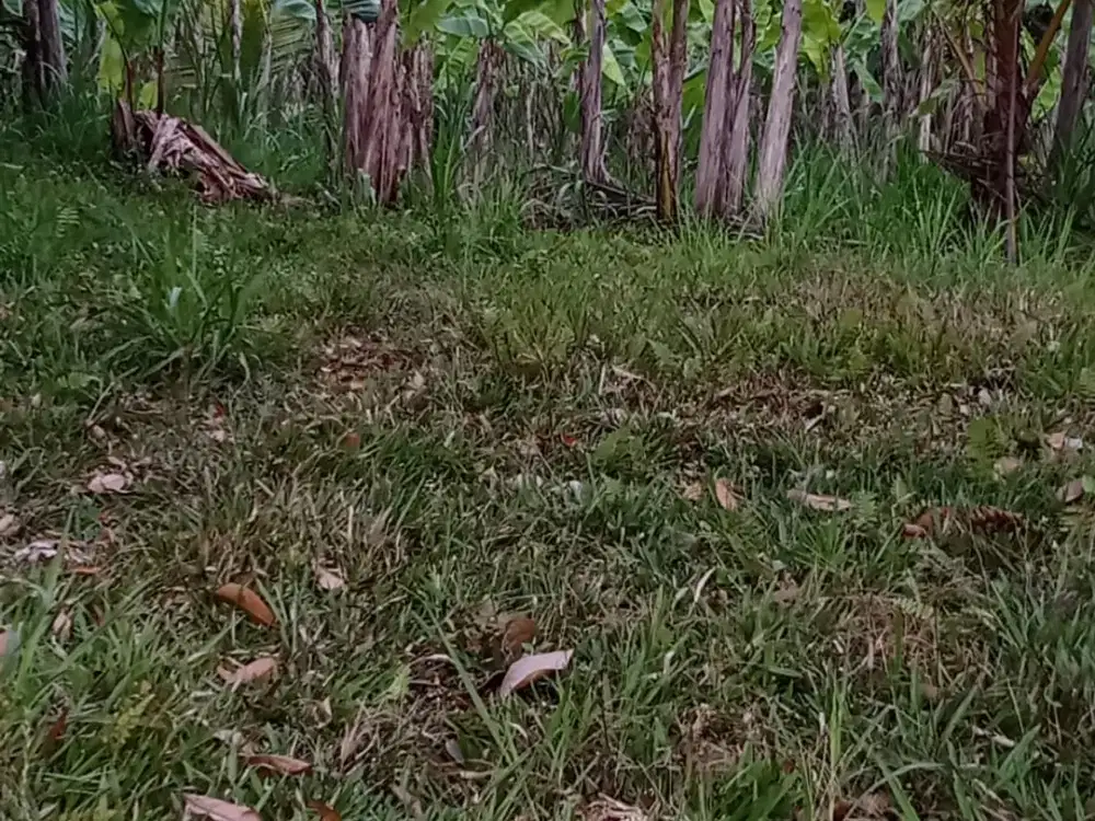 Tanah super premium di payangan ubud view lembah hutan dan air terjun