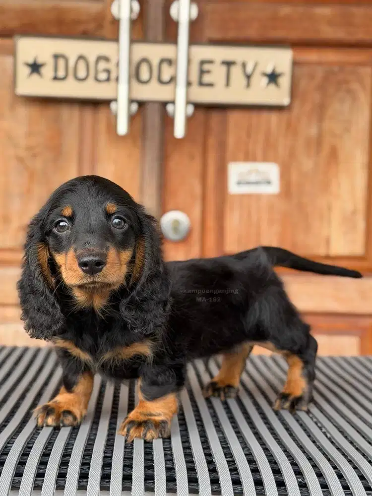Dachshund Longhaired, Puppy Fluffy dan Menggemaskan!