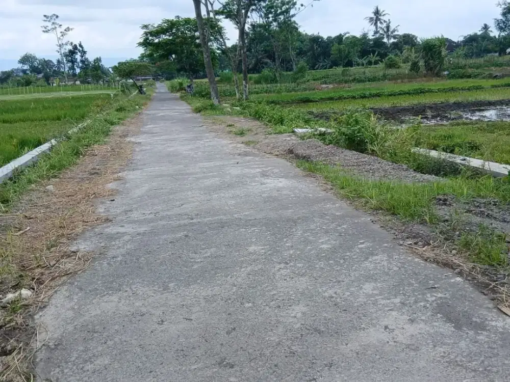 SAWAH MURAH DAPAT DUA MUKA AREA KEPUTRAN, KEMALANG