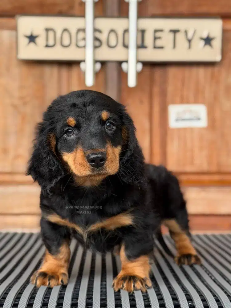 Longhaired Dachshund, Si Kecil Manis Berbulu Lembut!