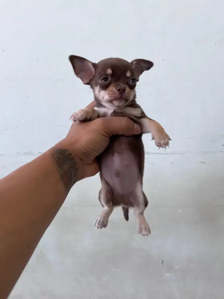 Chihuahua Jantan Semua