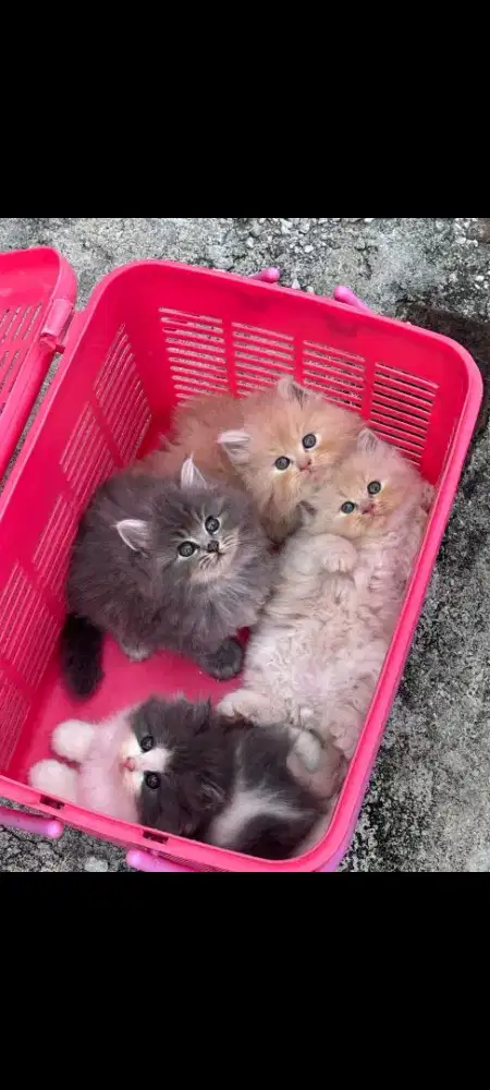 kucing kitten anakan anggora persia ragdoll himalaya mainecoon british