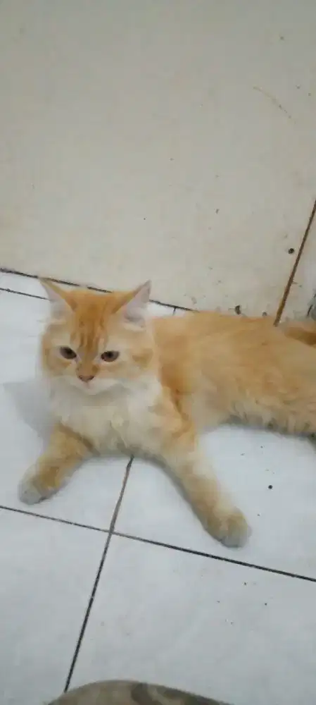 Dijual kucing persia jantan usia 5 bulan