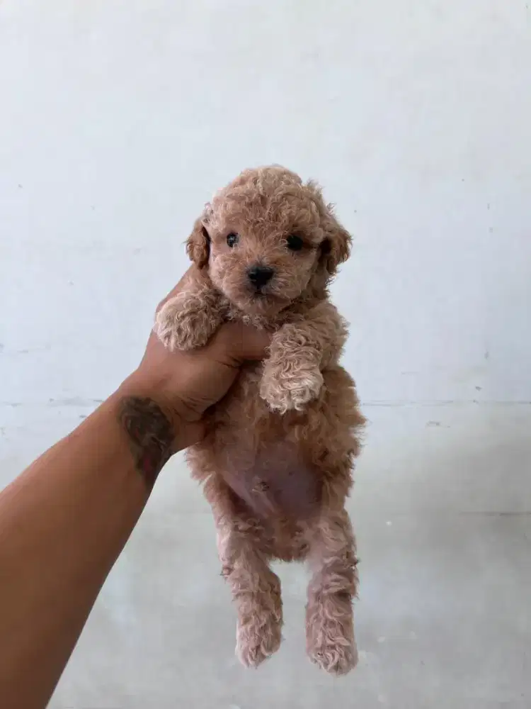 Tiny Poodle Jantan dan Betina