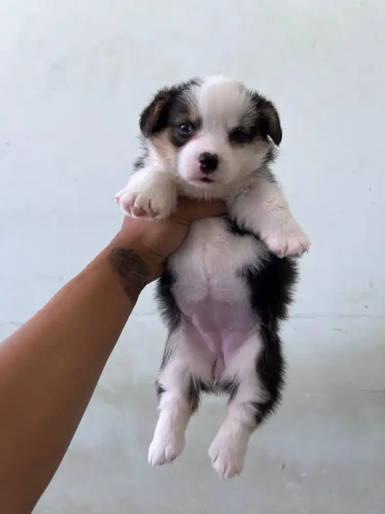 Puppy Corgi Betina