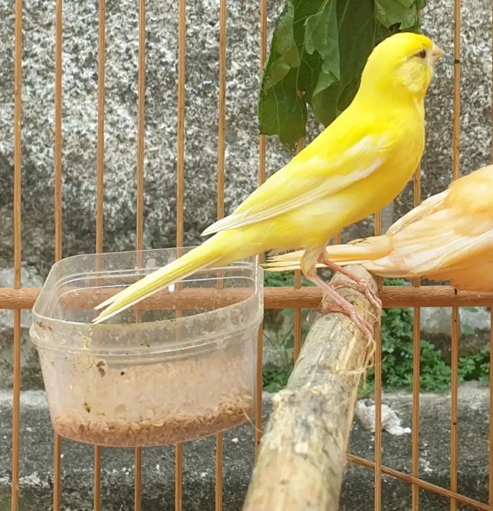 kenari variant stabilo jantan muda paud