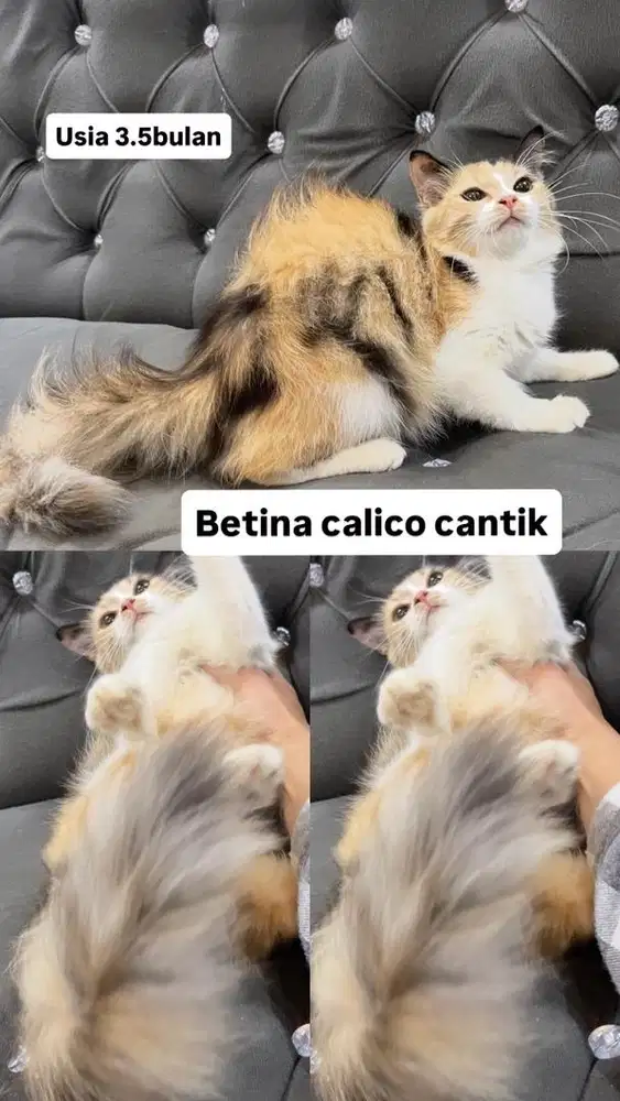 Betina calico cantik