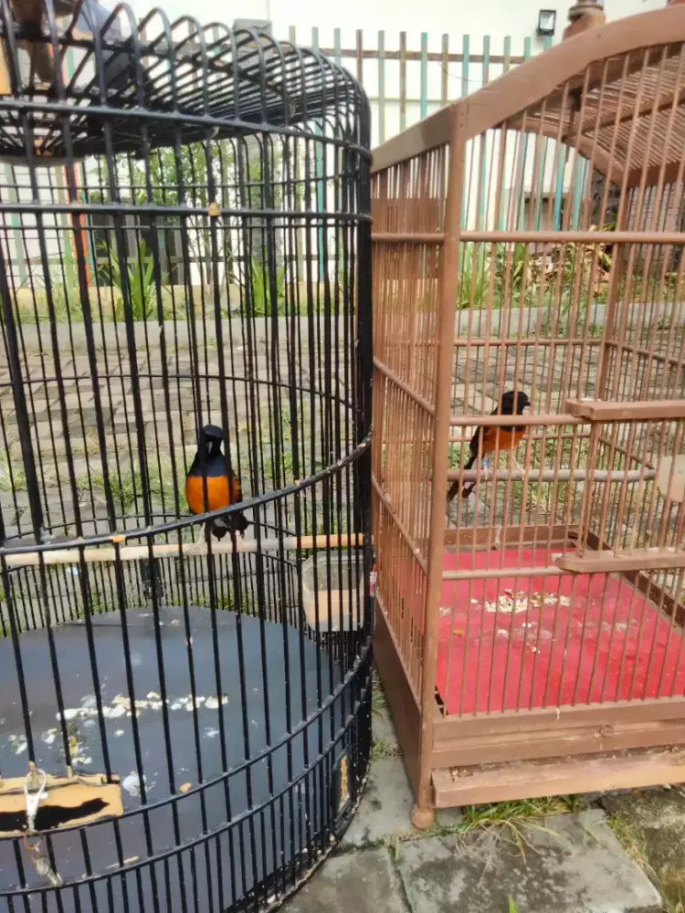 Burung Muray sepasang