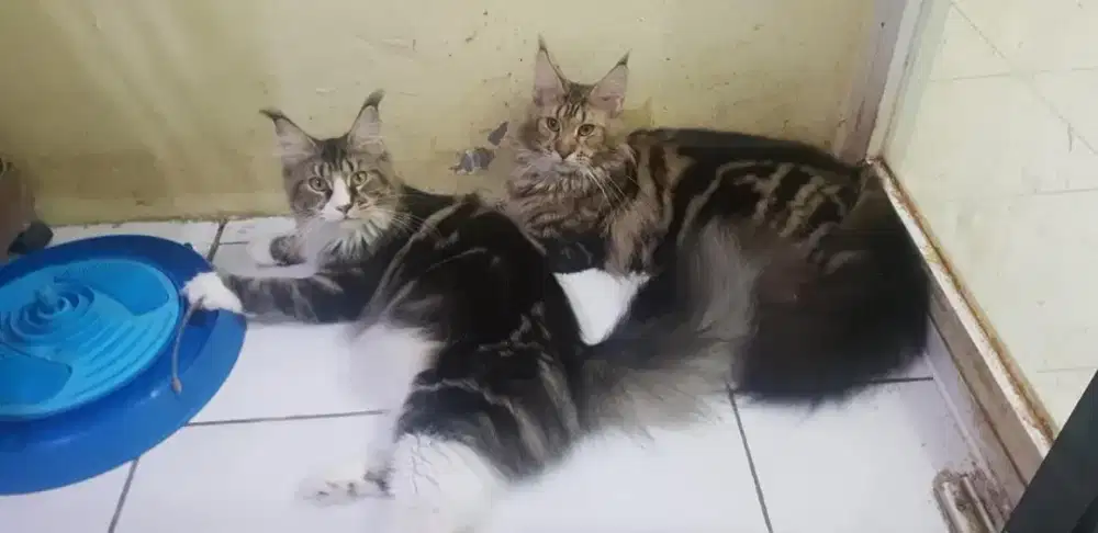 Mancoon betina meriah