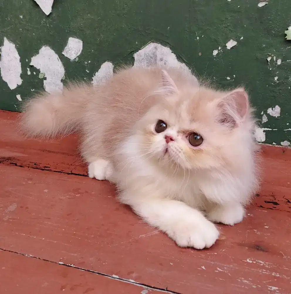 Kitten Persia Flatnose Jantan