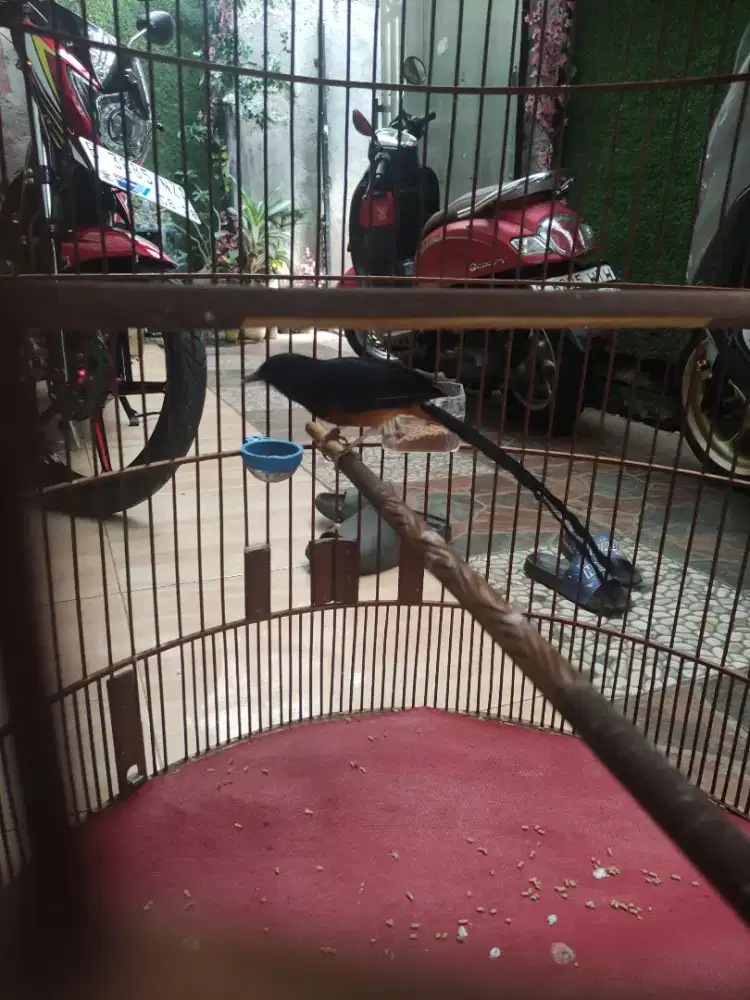 Muray batu ekor panjang