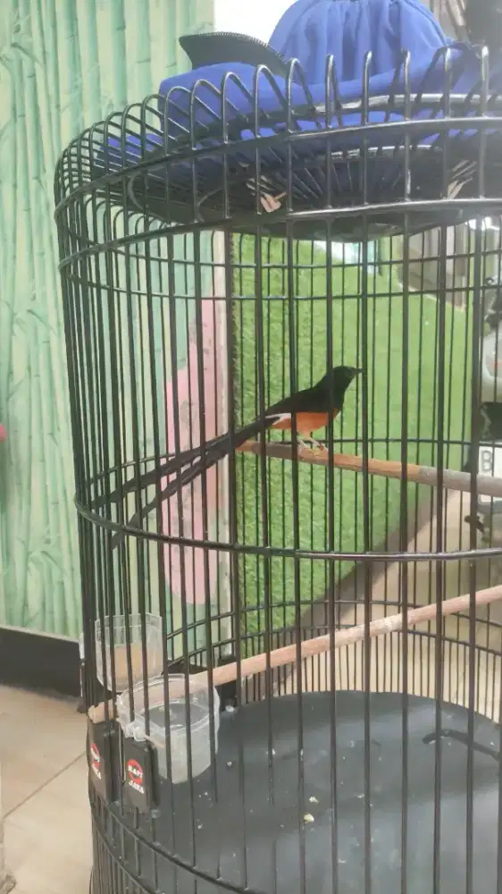 Muray batu ekor panjang