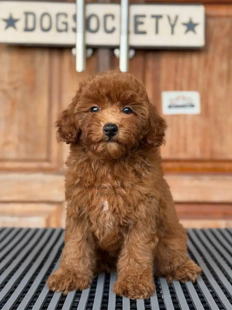 Poodle Puppy Super Fluffy dan Imut!