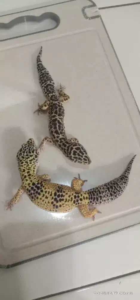 Jual Gecko sepasang