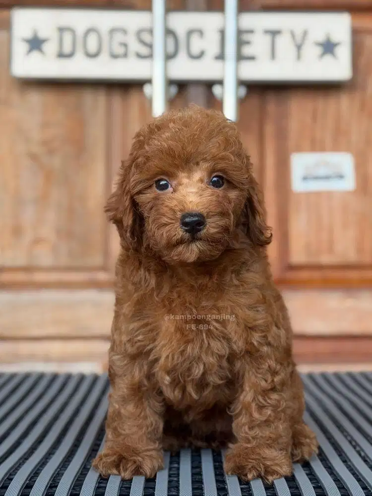 Puppy Poodle Menggemaskan, Penuh Energi!
