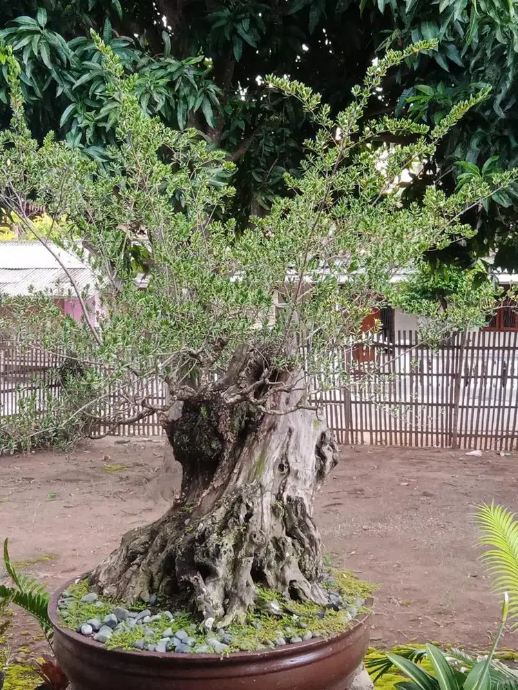 Bahan bonsai santigi