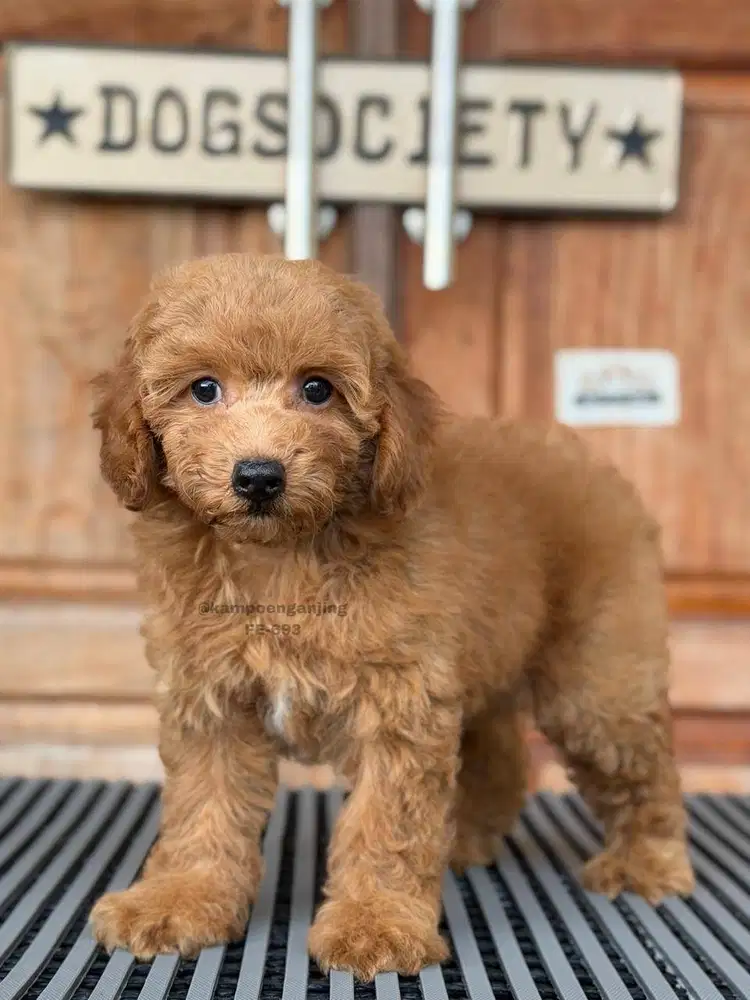 Puppy Poodle, Lucu, Lincah, dan Penurut!