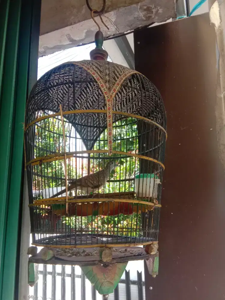 Perkutut Bangkok remaja dobel ring