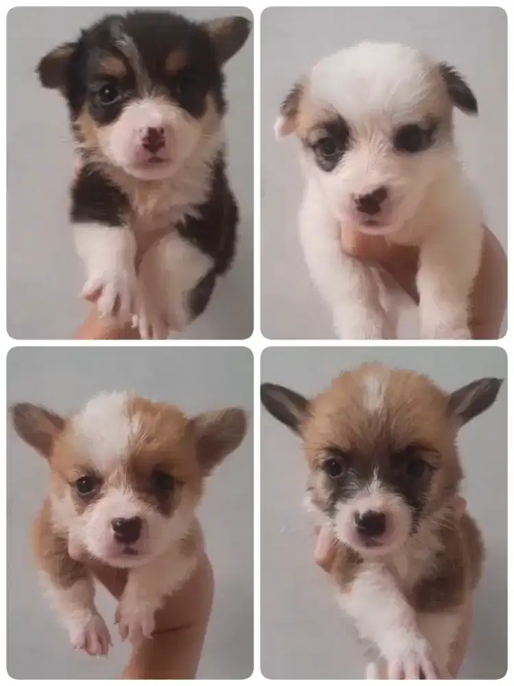 ECER/ BORONG. ANAK ANJING CORGY NON STAMBUM