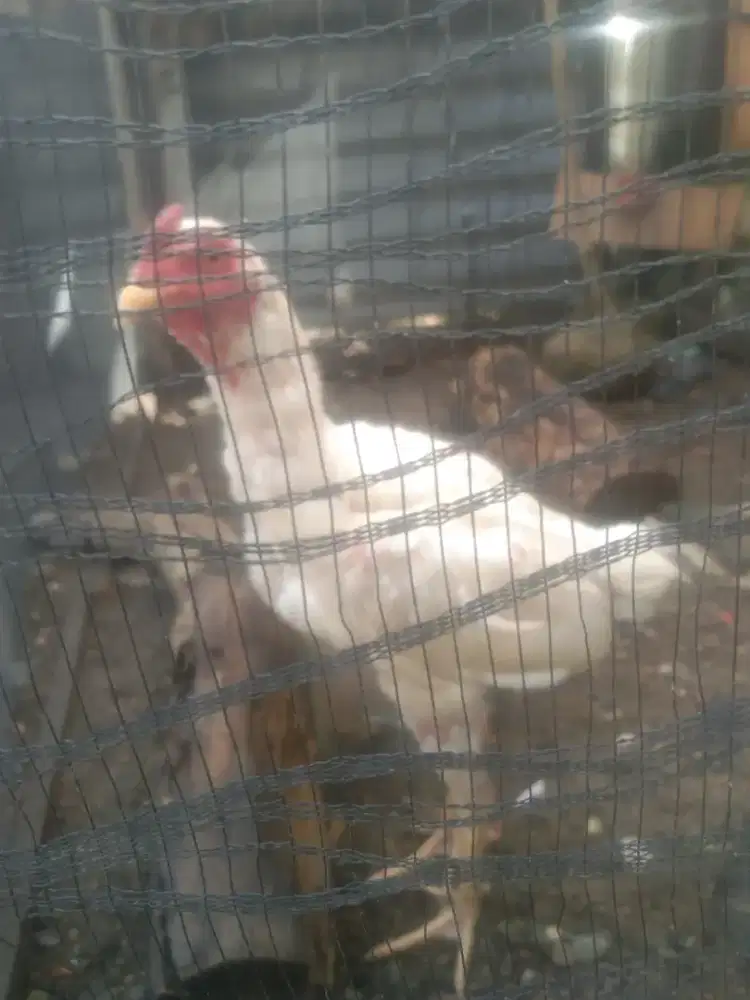 Dijual* ayam jago murah!!! [Harga mulai dari 70rban aja