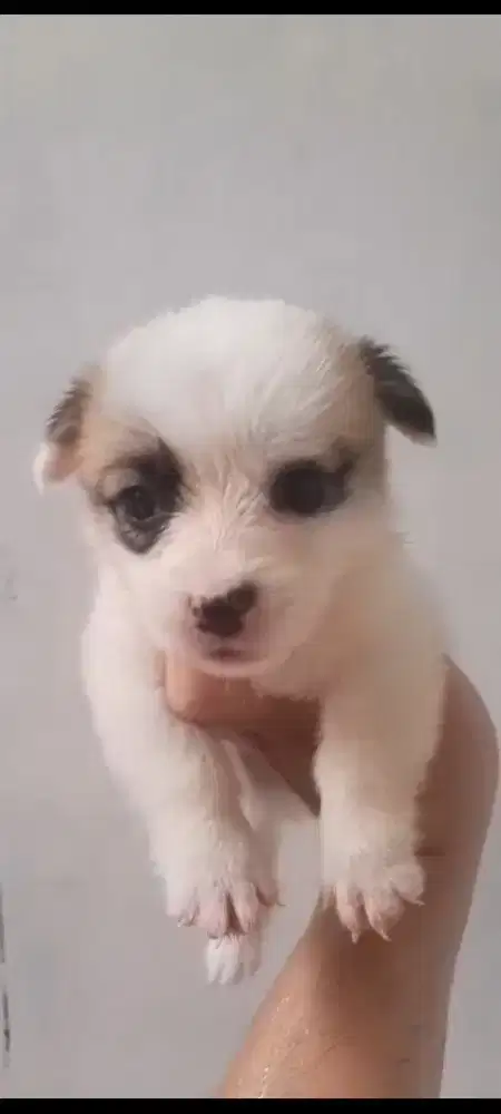 ANAK ANJING CORGY / CORGI NON STAMBUM. HIGH QUALITY!