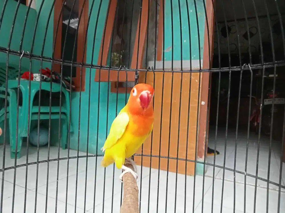 Burung Lovebird / LB Lutino Mata merah