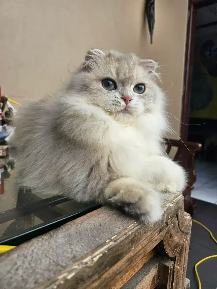 Scottish Highland Fold Male All Parents Ped